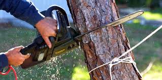 Best Tree Disease Treatment  in Union City, NJ