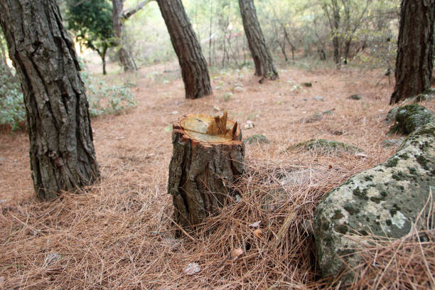 How Our Tree Care Process Works  in  Union City, NJ