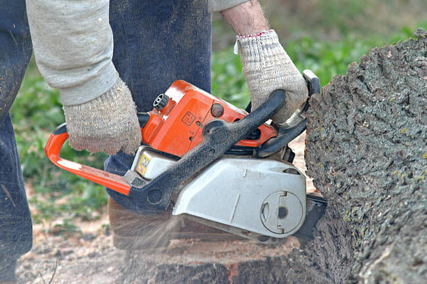 Best Tree Mulching  in Union City, NJ