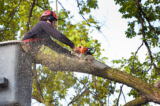 Best Utility Line Clearance  in Union City, NJ