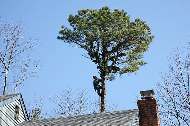 Best Leaf Removal  in Union City, NJ